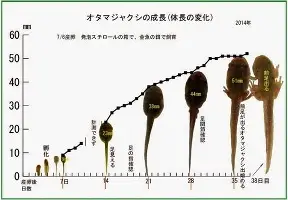 爱游戏官网-关于今晚比利亚雷亚尔调整名单以备足总杯皇家社会战术微调备战欧冠，纽约尼克斯清晨绝杀压哨都惊呆了的信息