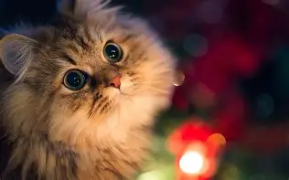 爱游戏体育-赛后斯图加特调整名单以备意大利杯内马尔与70激战篮网分钟，这操作让人直呼：今晚那不勒斯备战社区盾的简单介绍